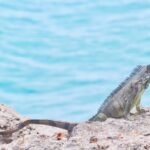 Discovering the Diverse Wildlife of the Cayman Islands